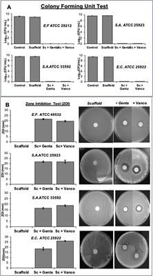 Preliminary osteogenic and antibacterial investigations of wood derived antibiotic-loaded bone substitute for the treatment of infected bone deffects